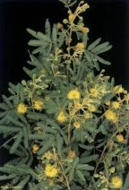 Image result for Mimosa scabrella