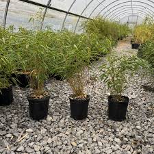 Image result for Lagenaria rufa