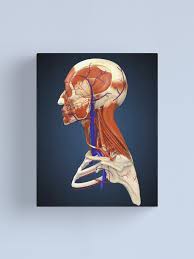 Female muscular system watercolor poster human body print human muscles decor anatomy skeletal muscles office female muscle structure wall . Side View Of Human Face With Bones Muscles And Circulatory System Canvas Print By Stocktrekimages Redbubble