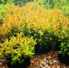 Image result for Nesaea aspera