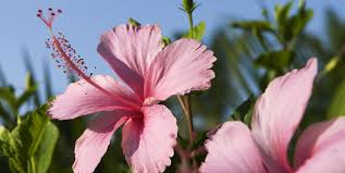 All these new hybrid hibiscus are descendants of the small hibiscus flowers. 7 Health Benefits Of Hibiscus Tea What Is Hibiscus Tea Good For