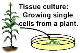 Check spelling or type a new query. Tissue Culture Free Lecture Notes And Presentations Plant Tissue Culture Plant Growth