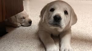 Are there white labrador retrievers for sale in arizona? Labrador Puppies For Sale My Lab Puppies