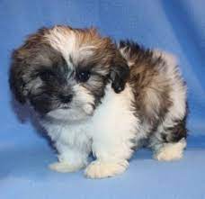 Pin By Jamie Zw On Animals Teddy Bear Puppies Teddy Bear Dog Shichon Puppies