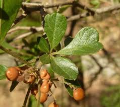 Image result for Searsia pentheri