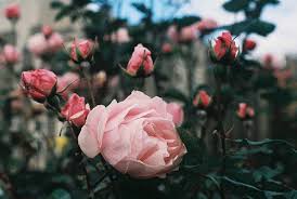 Maybe you would like to learn more about one of these? Bunga Ros 12 Kuntum Rm20 Sahaja Fresh Flowers Lain Di Kedai Bunga Pasar Seni Ini Wah