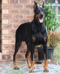 4 beautiful doberman puppies left! Belafir Dobermann Breeder Brisbane Qld
