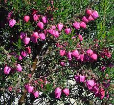 Suncrest Nurseries Inc Search Our Plant Database