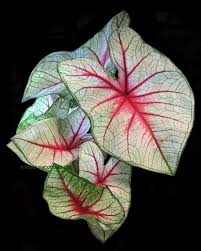 Plantfiles Pictures Fancy Leafed Caladium Angel Wings Heart Of Jesus Mrs Arno Nehrling Caladium Bicol Caladium Flowers Dark Background Variegated Plants