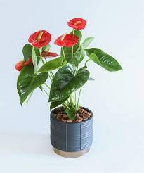 Classic Anthurium Plant In 2021 Anthurium Plant Plants Anthurium