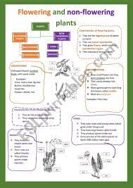 Non flowering plants reproduce by seeds. Flowering And Non Flowering Plants I Esl Worksheet By Cristinasuma