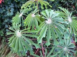 Image result for Manihot grahamii