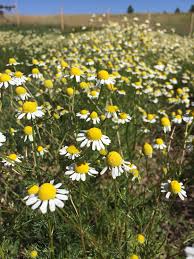 Image result for Matricaria