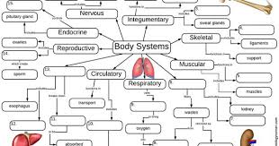 Body Systems Graphic Organizer Human Body Systems Projects Body Systems Lessons Body Systems Worksheets