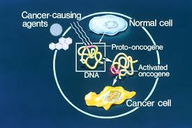 There are four possible results from the cervical screening process, all of which require different action to be taken. Oncogene Wikipedia