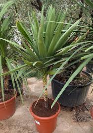 Image result for Cordyline australis