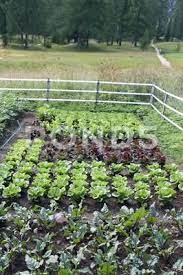 Field Of Vegetables Grown In A Garden At The Foot Of The Mountain Stock Photos Ad Grown Garden Field Vegetables Growing Vegetables Garden Farm Life