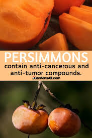 What do persimmons taste like? Fuyu Persimmons The Best Tasting Persimmons To Grow Gardensall
