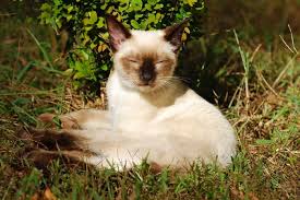Dark points on a light background are due to the himalayan gene causing partial albinism on warm areas. 59 Egyptian Siamese Cat Names Lovetoknow