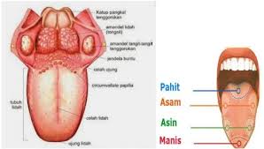 Lidah merupakan bagian tubuh penting untuk indra pengecap yang terdapat kemoreseptor untuk merasakan respon rasa asin, asam, pahit dan rasa manis. Bagian Bagian Lidah Dan Fungsinya Haloedukasi Com