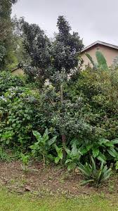 Image result for Triaspis macropteron