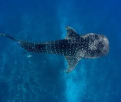 The Largest Fish In The World Is The Graceful Harmless Whale Shark Whale Sharks Are Unique In That They Are Covered In Dozens Of White Whale Shark Whale Shark