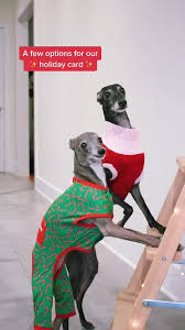 It was pushed out globally as tiktok the following year. Sassy Italian Greyhound Tries On Outfits Tiktok Video Popsugar Pets