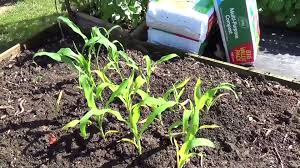 As promised, this is the follow up with plant spacing info for square foot gardening. Square Foot Gardening Planting 04 The Three Sisters Video Dailymotion