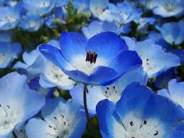 The background image of the colorful flowers. Oddities Of Life Dreams In Blue Each Year These Blossoming Blue