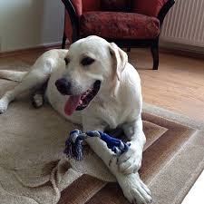 Adi Pardon Irki Labrador Retriever Cinsiyet Erkek Kopek Labrador Retriever Retriever Kopek