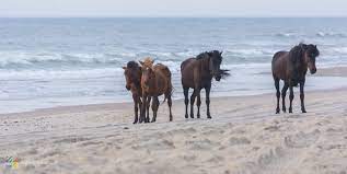 Corolla Wild Horses Photos Tours And Info Outerbanks Com