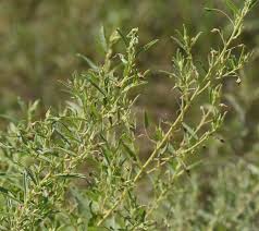 Image result for Hermannia quartiniana