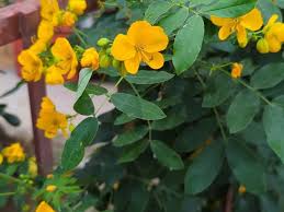 Image result for Senna sophera