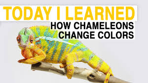 Only one day old, but was able to change its body colo. Til How Chameleons Change Color Today I Learned Youtube