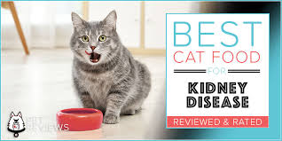 Swelling in your hands and feet. 10 Best Commercial Cat Foods For Kidney Disease In 2021