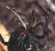 Black And White Striped Spider Texas Pair Of Black Widows Latrodectus Mactans Bugguide Net Black Widow Black Pairs