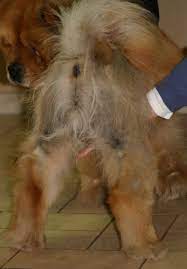 This condition is relatively common, and as many as 1 in 1,000 people may suffer from it at some time. Wichtige Hauterkrankungen Von A Z