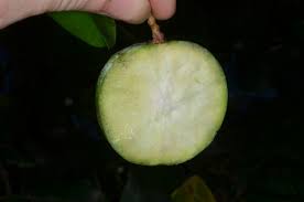 Image result for Klainedoxa