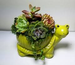 Turtle Succulent Arrangement Diy Kit Live Succulent Planter Etsy In 2020 Succulent Arrangements Diy Succulents Succulent Planter