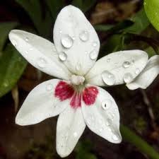 Image result for Lotononis laxa