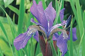 What flowers are in season all year round. Top 10 Year Round Perennials Year Round Plants Birds Blooms