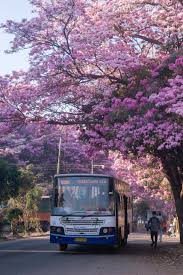 Tree with pink flowers india. Incredible Photos Of Tabibuea Rosea Flowers Blooming In Bengaluru As City Turns Into Pink Heaven See Pics