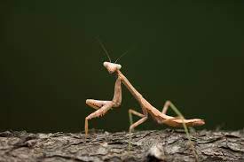 Their necks, arms and hands have additional joints. What To Know For Praying Mantis Mating Season