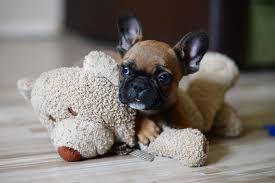 1 housebreaking your french bulldog. How To Potty Train Your French Bulldog French Bulldog Breed