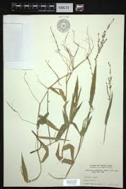 Image result for Acroceras amplectens