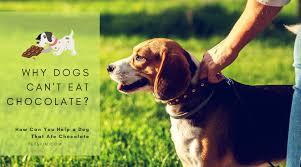 What To Do If Your Dog Eats Chocolate Petsium