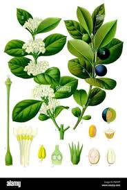 Image result for Embelia schimperi