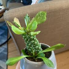 Image result for Monadenium friesii