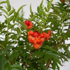 Image result for Tecoma