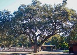 Maybe you would like to learn more about one of these? Great Oak Count Kicks Off Saturday News Palo Alto Online